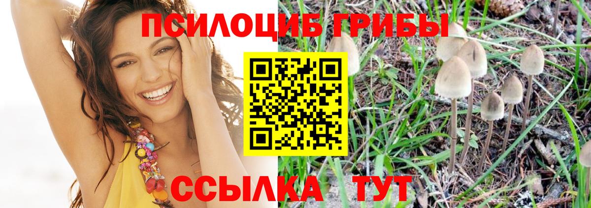 Галлюциногенные грибы Cubensis Саяногорск